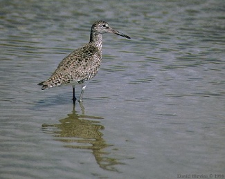 Willet