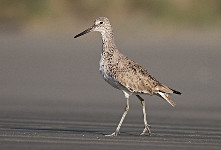 Willet