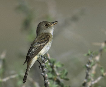 Willow Flycatcher