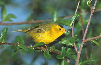 Wilson's Warbler