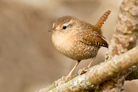 Winter Wren