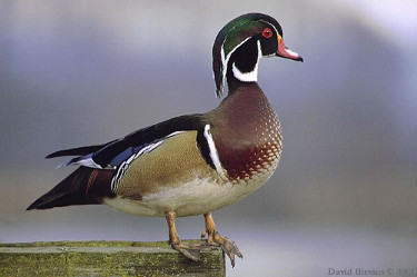 Male Wood Duck