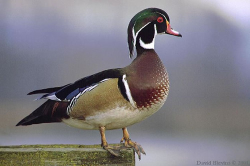 Wood Duck