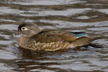 Wood Duck