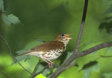 Wood Thrush 