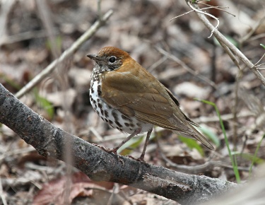 Wood Thrush