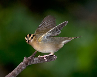 Worm-eating Warbler