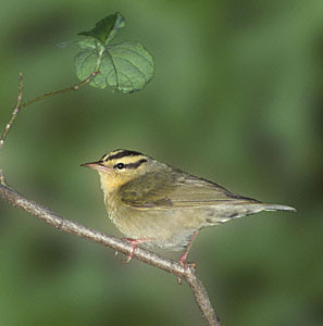 Worm-eating Warble