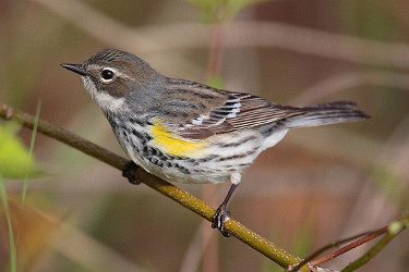 Female Yellow-rumped Warbler (Myrtle)