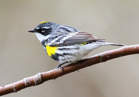 Male Yellow-rumped Warbler