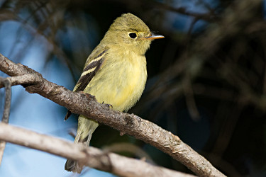 Yellow-bellied Flycatcher