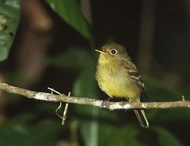 Yellow-bellied Flycatcher