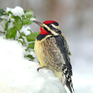 Yellow-bellied Sapsucker