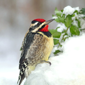 Yellow-bellied Sapsucker