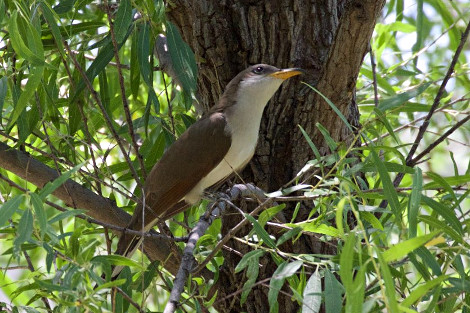 Yellow-billed Cuckoo