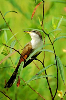 Yellow-billed Cuckoo