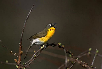 Yellow-breasted Chat