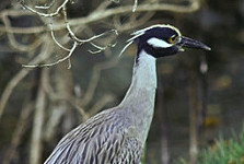 Yellow-crowned Night-Heron