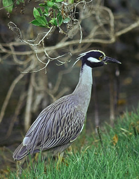 Yellow-crowned Night-Heron