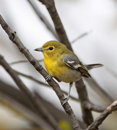 Yellow-throated Vireo