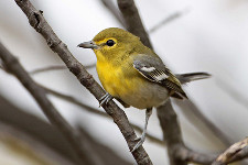 Yellow-throated Vireo