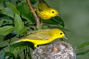 Yellow Warblers at Nest