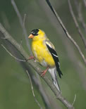 American Goldfinch