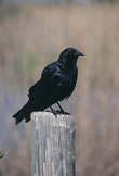 American Crow