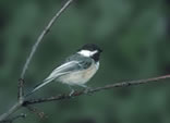 Black-capped Chickadee