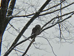 Barred Owl