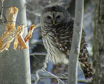 Barred Owl 