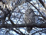 Barred Owl