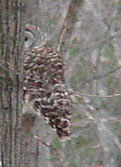 Barred Owl