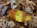 Beech Leaf