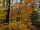 Beech Leaves