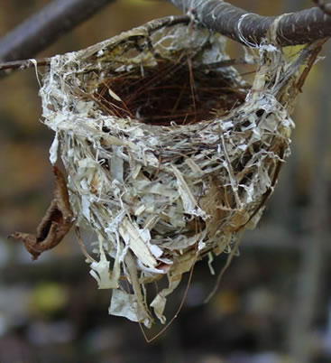 Birds Nest on Unidentified Bird S Nest