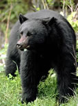 Black Bear