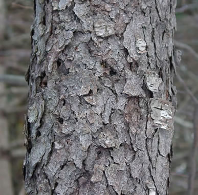 cherry tree bark. Bark of Black Cherry Tree.