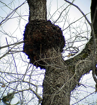 Gall on Black Cherry Tree