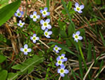 Bluets