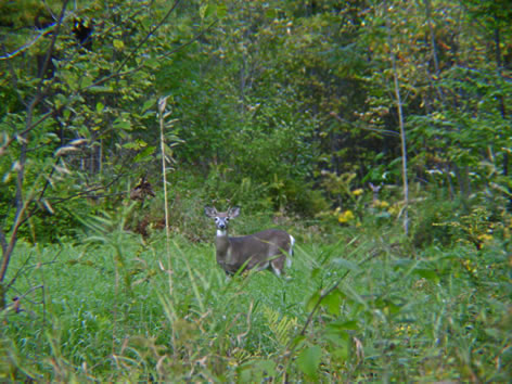 Whitetail Buck in Woods