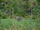 Whitetail Buck