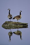 Canada Geese