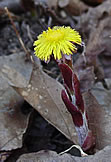 Coltsfoot