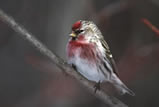 Common Redpoll