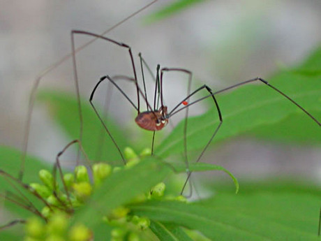 Mommy long legs, Macro shot of a female Daddy Long-Legs (Ph…