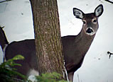 Whitetail Deer