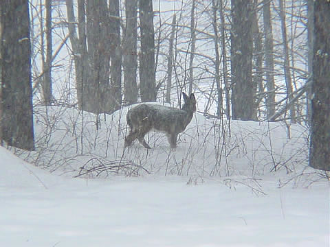 Whitetail Deer During Snowstorm 