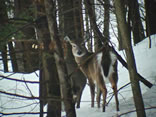 Whitetail Deer