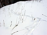 Deer Tracks in Snow